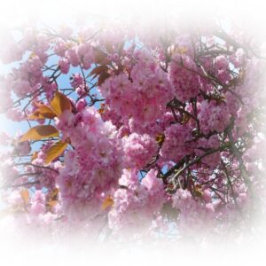 Spring Equinox For Your Most Important Wishes