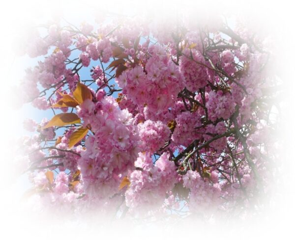 Spring Equinox For Your Most Important Wishes
